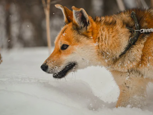 Dog Walking Essentials In Cold Weather