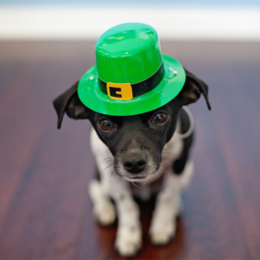 5 St. Patrick’s Day Celebration Ideas