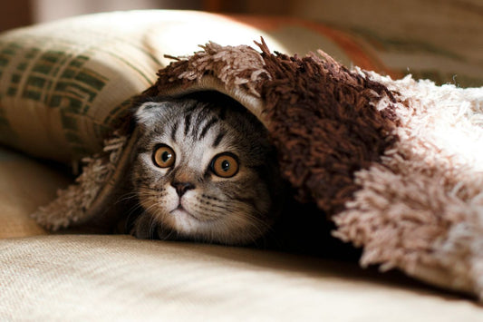 How Venustas Helps You Bond with Your Cat